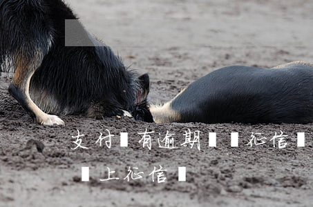 支付寶有逾期記錄征信會有么(支付寶逾期就會上征信嗎)