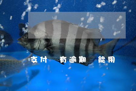 支付寶有逾期還能用嗎