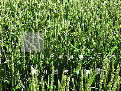 支付寶有逾期開(kāi)通花唄可以嗎-支付寶有逾期開(kāi)通花唄可以嗎怎么開(kāi)通