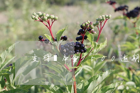 支付寶本金7500逾期快5年了