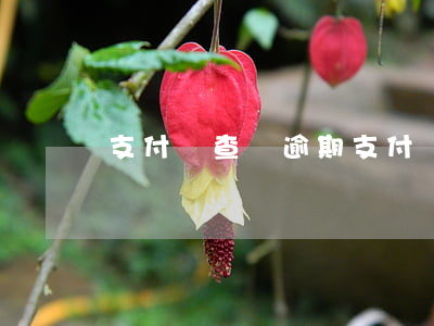 支付寶查詢逾期(支付寶逾期怎么查看)