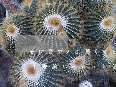 支付寶欠20萬(wàn)逾期（支付寶欠二十幾萬(wàn)逾期）