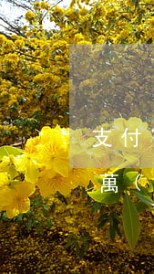 支付寶欠5萬(wàn)要起訴(支付寶欠5萬(wàn)要起訴)