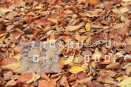 支付寶欠借唄三千會(huì)上征信嗎(借唄借了三千塊錢會(huì)上征信嗎)