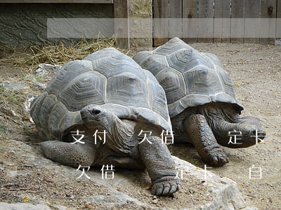 支付寶欠借唄綁定卡會自動扣款嗎-支付寶欠借唄綁定卡會自動扣款嗎安全嗎