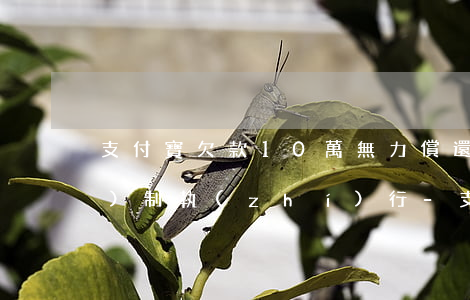支付寶欠款10萬無力償還強(qiáng)制執(zhí)行-支付寶欠款10萬無力償還強(qiáng)制執(zhí)行會(huì)怎樣