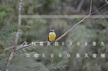 支付寶欠款5000多久會被起訴-支付寶欠款5000多久會被起訴