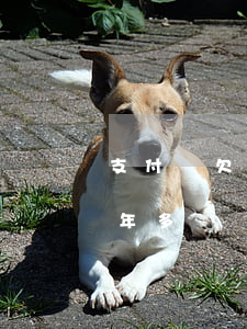 支付寶欠款5萬逾期一年 支付寶逾期5萬一年多