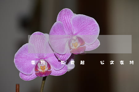 支付寶欠款起訴公文(支付寶欠款起訴流程)