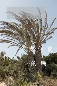 支付寶欠款逾期后還了(有人欠支付寶逾期了的嗎)
