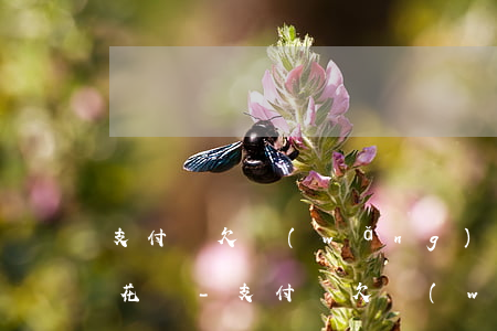 支付寶欠網(wǎng)商貸還不上想先還花唄-支付寶欠網(wǎng)商貸還不上想先還花唄怎么辦