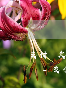 支付寶欠費(fèi)逾期有打電話給你們嗎-支付寶欠費(fèi)逾期有打電話給你們嗎是真的嗎