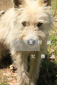支付寶欠費逾期了如何購買商品呢-支付寶欠費逾期了如何購買商品呢