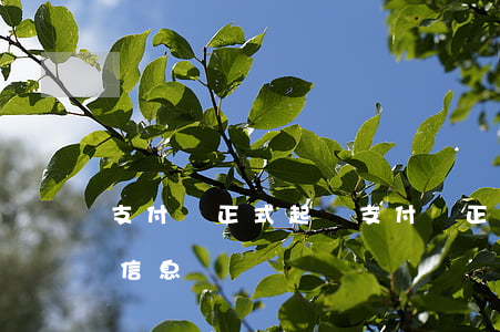 支付寶正式起訴 支付寶正式起訴是哪里來的信息