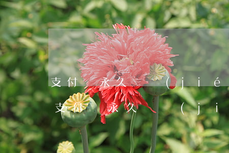 支付寶永久凍結(jié)花唄逾期會怎樣(支付寶永久凍結(jié)花唄逾期會怎樣)