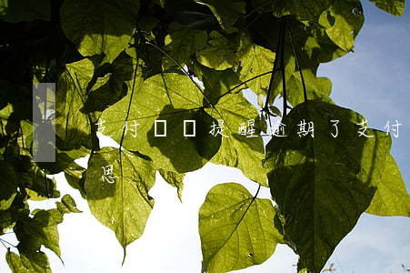 支付寶沒提醒逾期了(支付寶逾期未還什么意思)