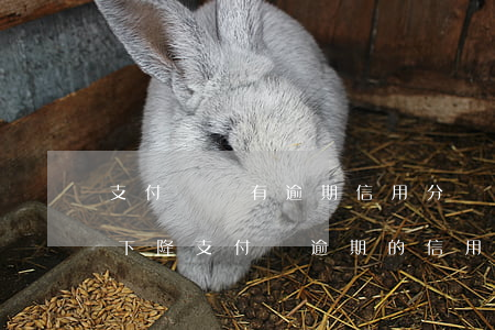 支付寶沒有逾期信用分為什么會(huì)下降（支付寶逾期的信用）