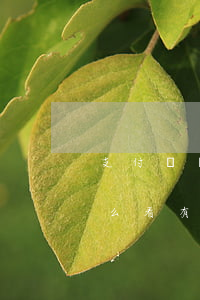 支付寶沒有逾期有欠款上征信(支付寶逾期怎么看有沒有上征信)