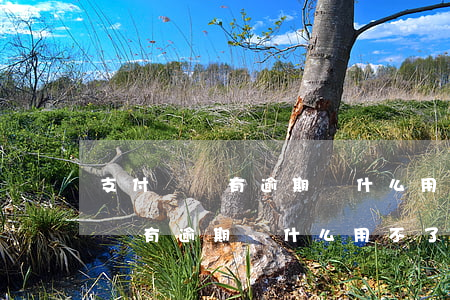 支付寶沒有逾期為什么用不了借唄-支付寶沒有逾期為什么用不了借唄了