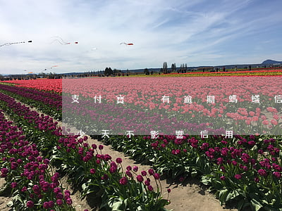 支付寶沒有逾期螞蟻信用下降(支付寶逾期多少天不影響信用)