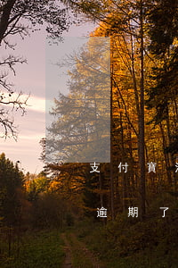 支付寶沒綁卡 花唄逾期-支付寶沒綁卡 花唄逾期了怎么辦