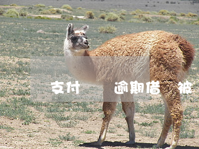 支付寶沒逾期借唄被關