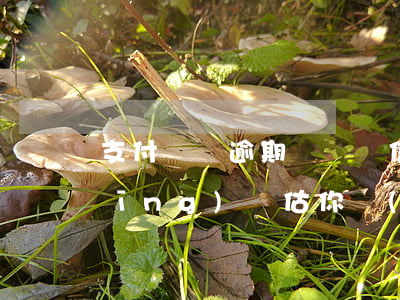 支付寶沒逾期過暫無信用額度(支付寶經(jīng)評估你當(dāng)前暫無信用額度)
