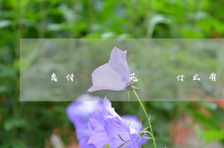 支付寶沒開花唄為什么有逾期