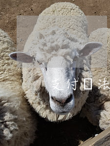 支付寶法務起訴