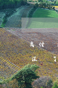 支付寶注銷了還能查到逾期記錄嗎-支付寶注銷了還能查到逾期記錄嗎安全嗎