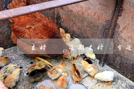 支付寶為逾期(支付寶有逾期嗎)
