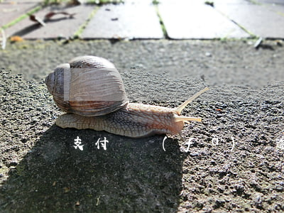 支付寶發(fā)唄逾期還款利率