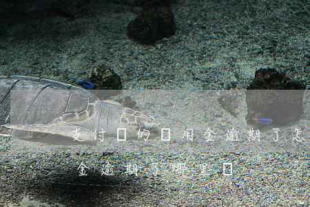 支付寶的備用金逾期了怎樣還-支付寶備用金逾期了哪里還