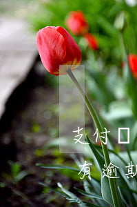 支付寶的備用金逾期了（支付寶備用金為什么有逾期金額）