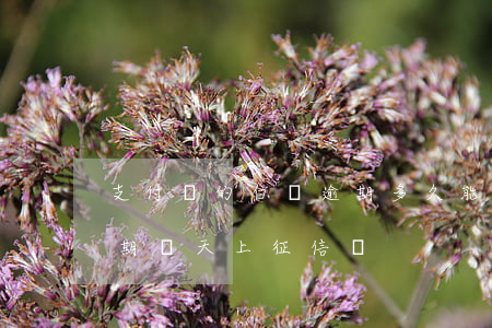 支付寶的白條逾期多久能消除(支付寶白條逾期幾天上征信嗎?)