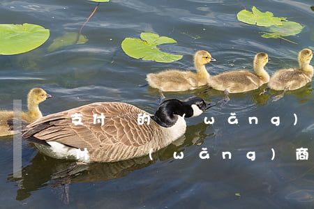 支付寶的網(wǎng)商貸欠1000(支付寶網(wǎng)商貸10000一個(gè)月還多少)