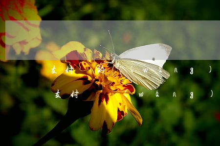 支付寶的網(wǎng)商貸逾期上征信嗎(支付寶網(wǎng)商貸逾期上征信會怎么樣)