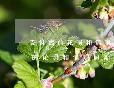 支付寶的花唄和借唄逾期了會怎樣-支付寶的花唄和借唄逾期了會怎樣處理