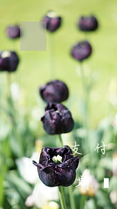支付寶的逾期記錄（支付寶16個(gè)逾期記錄）