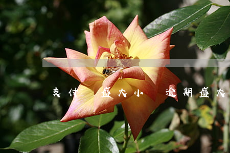支付寶盛大小貸逾期(盛大小貸還款熱線)