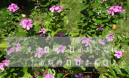 支付寶相互寶逾期不交 相互寶逾期自動退出了,逾期的錢還要交嗎?怎么交