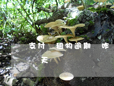 支付寶租物逾期會咋樣-支付寶租手機逾期兩天