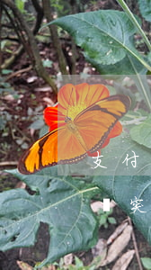 支付寶突然說(shuō)花唄逾期-支付寶突然說(shuō)花唄逾期了