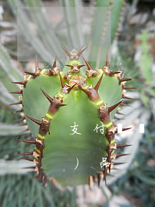 支付寶簽約分期免息營銷服務產(chǎn)品