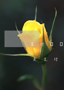 支付寶網(wǎng)上起訴離婚程序怎么走(支付寶上怎么申請離婚)