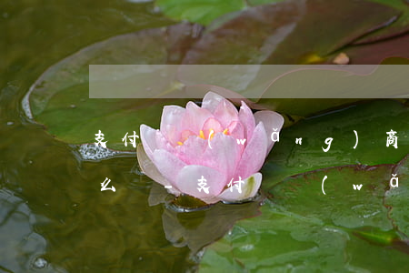 支付寶網(wǎng)商貸5萬逾期半年怎么辦-支付寶網(wǎng)商貸5萬逾期半年怎么辦啊