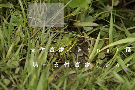 支付寶網(wǎng)商貸晚幾天還款可以嗎-支付寶網(wǎng)商貸晚幾天還款可以嗎