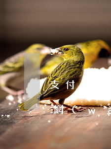 支付寶網(wǎng)商貸欠3個月(支付寶網(wǎng)商貸逾期三個月了)