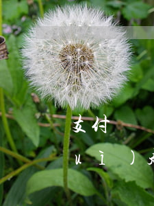支付寶網(wǎng)商貸欠兩萬多會(huì)起訴案例-支付寶網(wǎng)商貸欠2萬多會(huì)不會(huì)被起訴