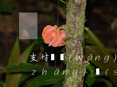 支付寶網(wǎng)商貸貸款逾期多長(zhǎng)時(shí)間會(huì)影響征信-支付寶網(wǎng)商貸貸款逾期多長(zhǎng)時(shí)間會(huì)影響征信